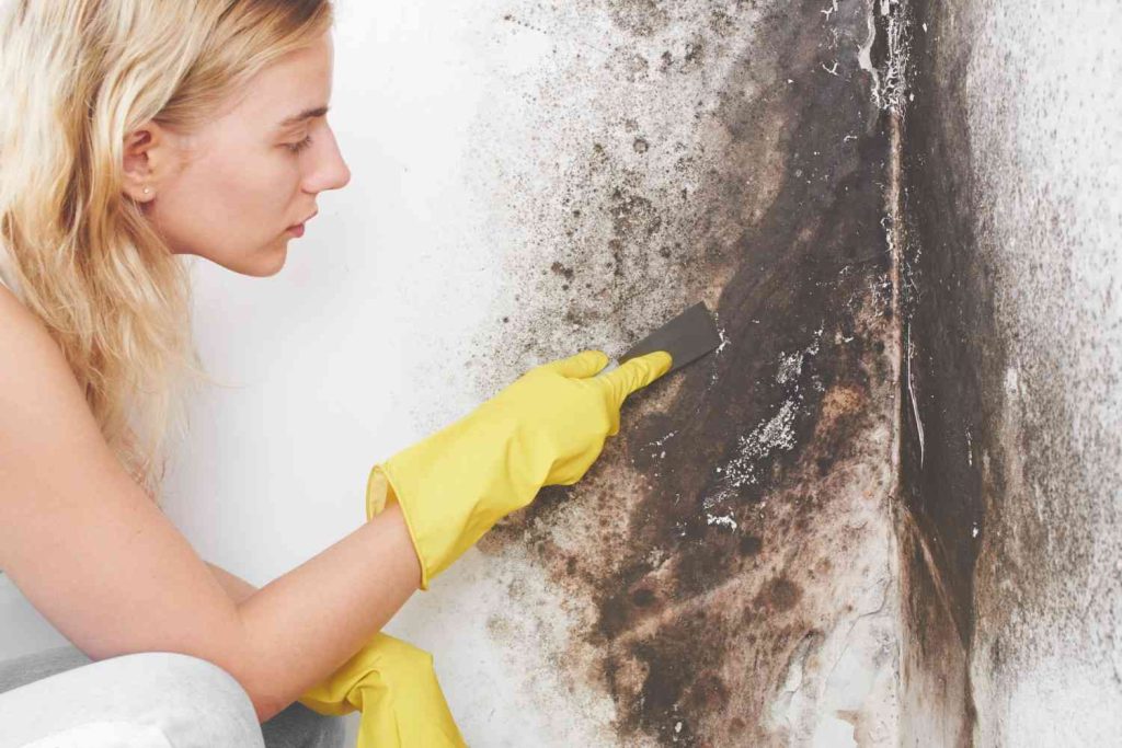 An Expert Checking Black Mold 