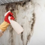 Black Mold Removal