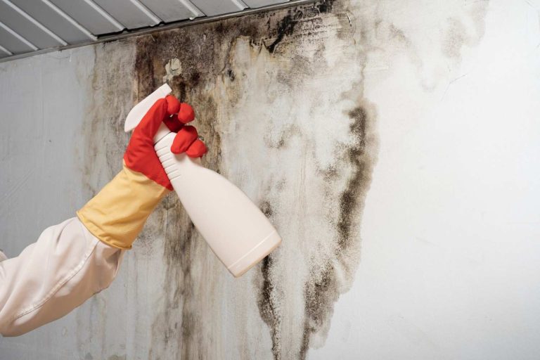 Black Mold Removal