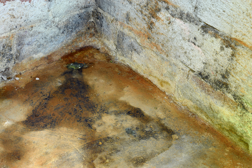 Basement Mold