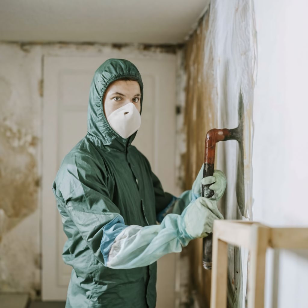 Basement mold removal USA