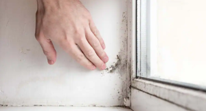 Mold Removal Cost