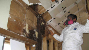 Mold Removal Process