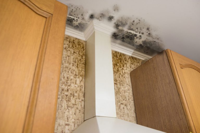 What is Mold, and Why Should You Be Concerned?