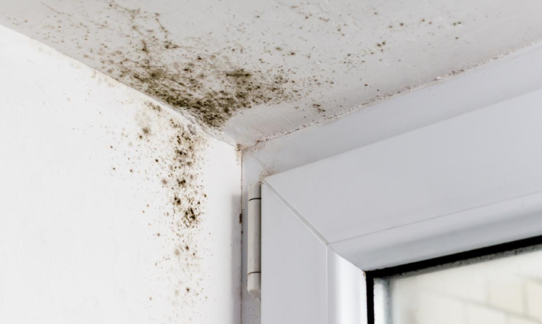 Why Does Mold Grow? Uncovering the Common Causes 